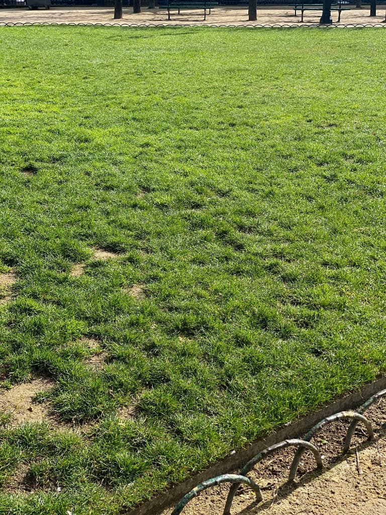 Irrigation & Sod